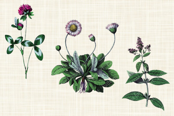 Download Vintage Pink Flower Clipart Collection - Premium Resources