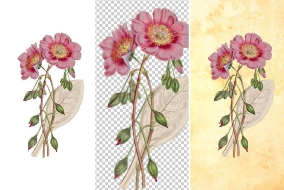 Download Wild Pink Flower Clipart - Premium Resources